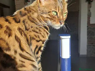 Bengala gatti Maschietto Bengala - Annuncio 22