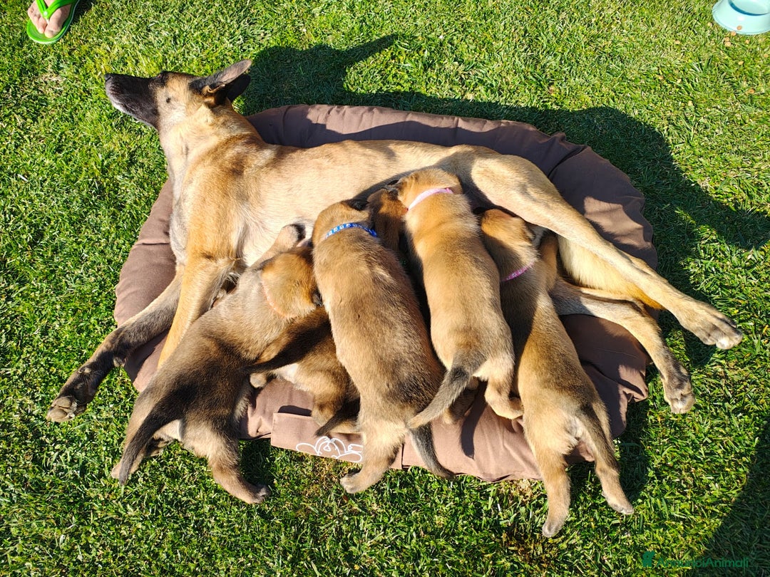 Pastore Belga cani in vendita: Cuccioli pastore belga Malinois  - Annuncio 2