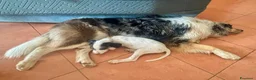 Segugio cani in regalo: Aramis cucciolo due mesi socievole - Annuncio 2