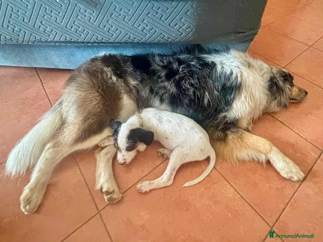 Segugio cani in regalo: Aramis cucciolo due mesi socievole - Annuncio 2