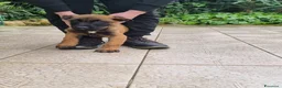 Pastore Belga cani in vendita: Cuccioli Pastore Belga Malinois in tutta Italia  a Provincia di Taranto - Annuncio 6