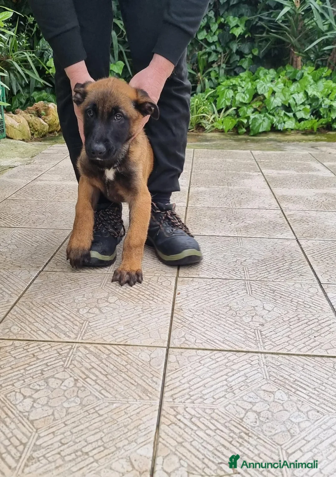Pastore Belga cani in vendita: Cuccioli Pastore Belga Malinois in tutta Italia  a Provincia di Taranto - Annuncio 6