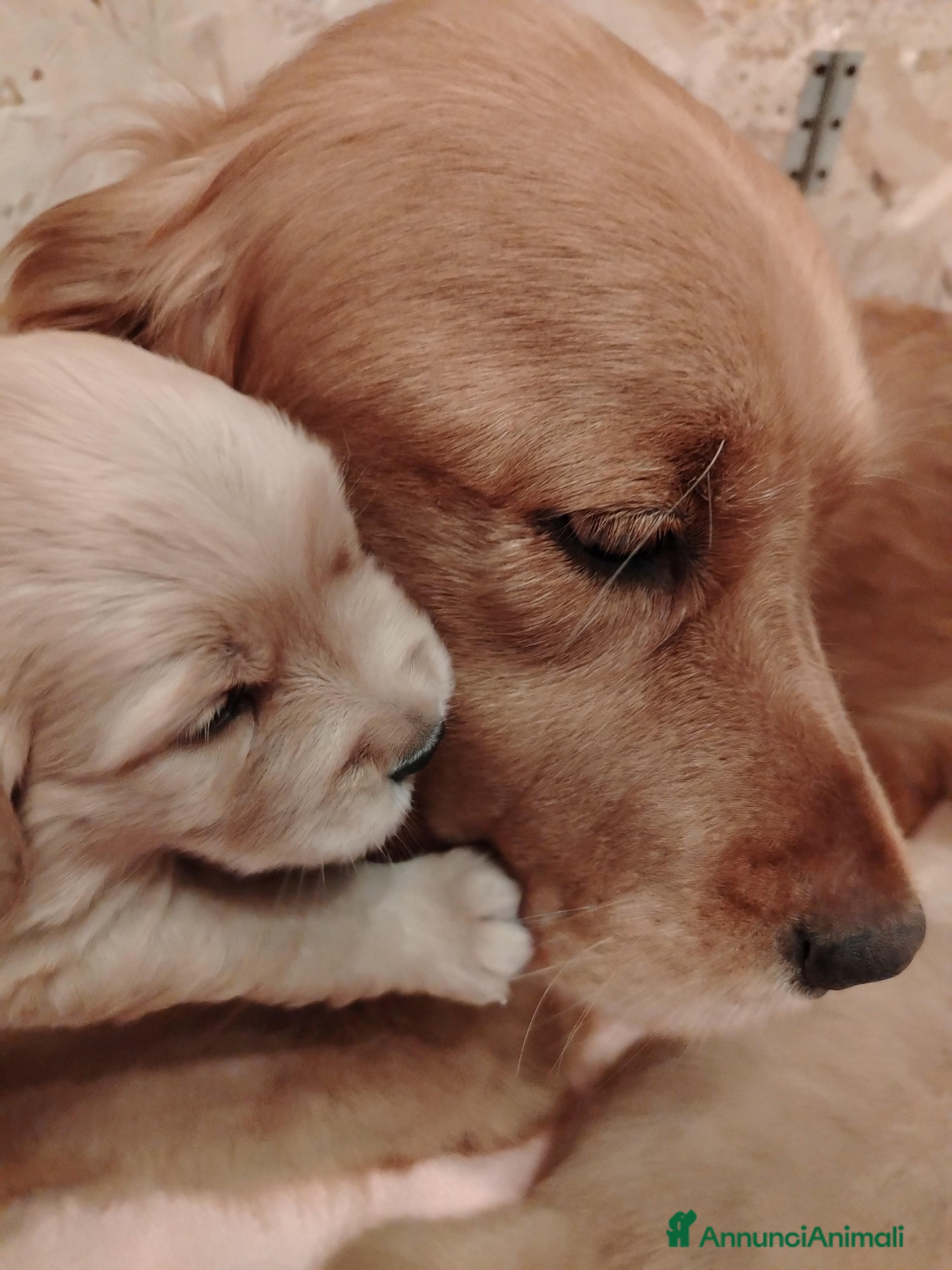 Golden Retriever cani Disponibili 2 cucciole golden Retriever - Annuncio 1