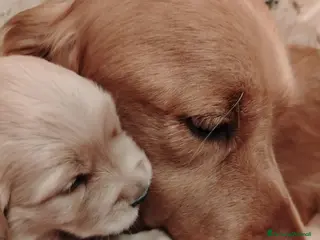 Golden Retriever cani Disponibili 2 cucciole golden Retriever - Annuncio 1