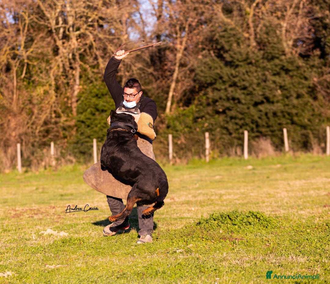 Immagine della galleria {{count}}