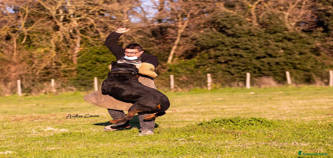 Immagine della galleria {{count}}