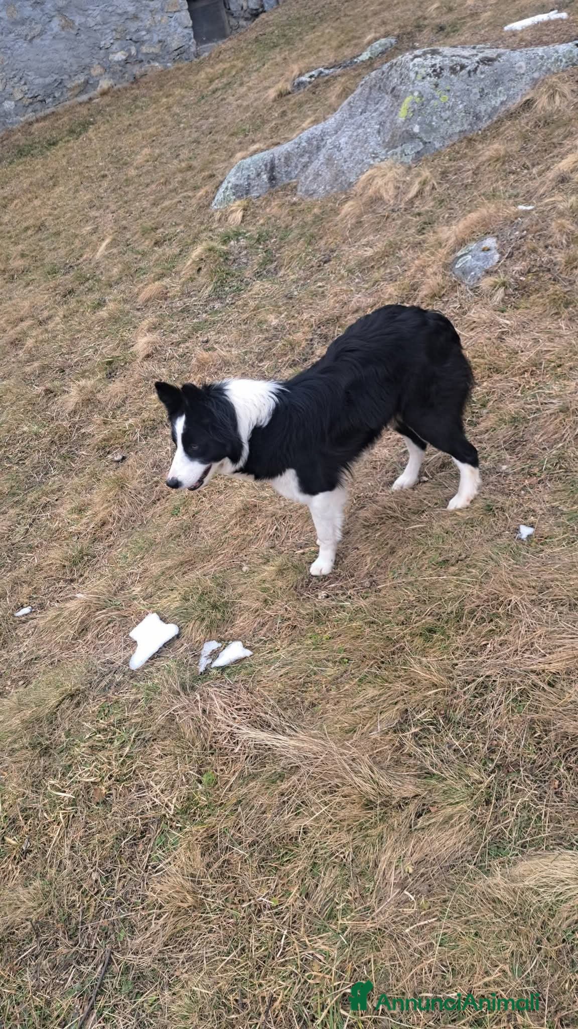 Bearded Collie cani Border collie - Annuncio 1