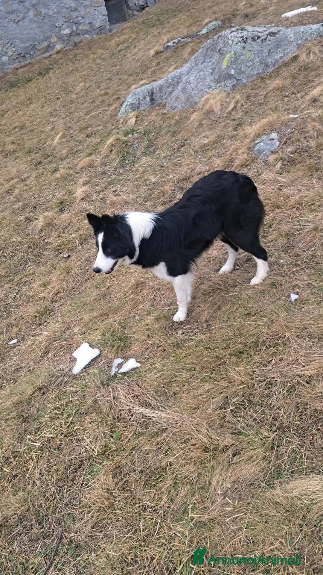 Bearded Collie cani in regalo: Border collie - Annuncio 1