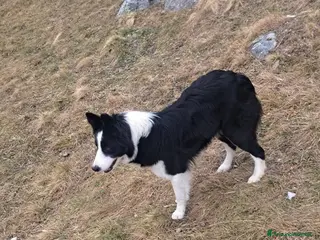 Bearded Collie cani Border collie - Annuncio 40