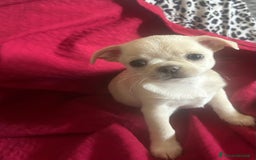 Chihuahua cani in vendita: Chihuahua con pedigree - Immagine 2