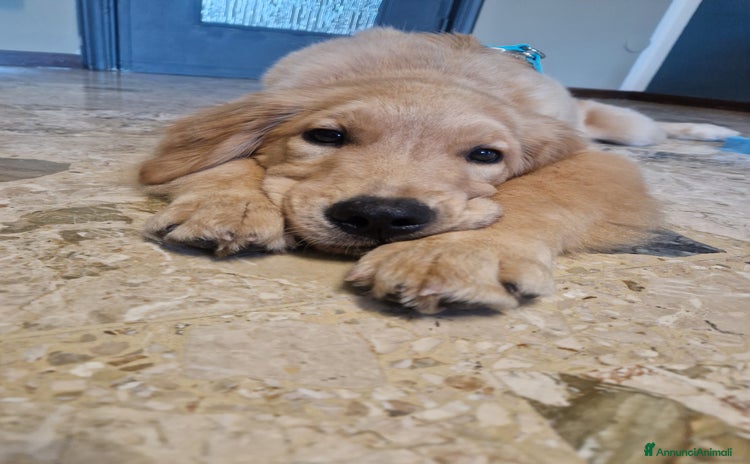 Golden Retriever cani a Provincia di Alessandria - Annuncio 3