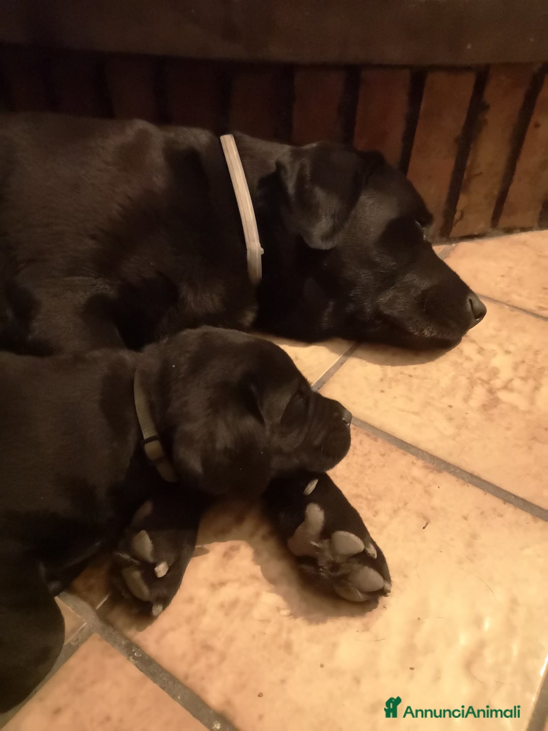 Labrador cani in vendita: Cuccioli di Labrador  a Città Metropolitana di Napoli - Immagine 7