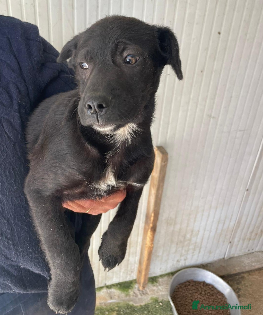 Meticcio cani TENERO SIMIL LABRADORINO - Annuncio 26