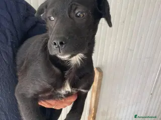 Meticcio cani TENERO SIMIL LABRADORINO - Annuncio 26