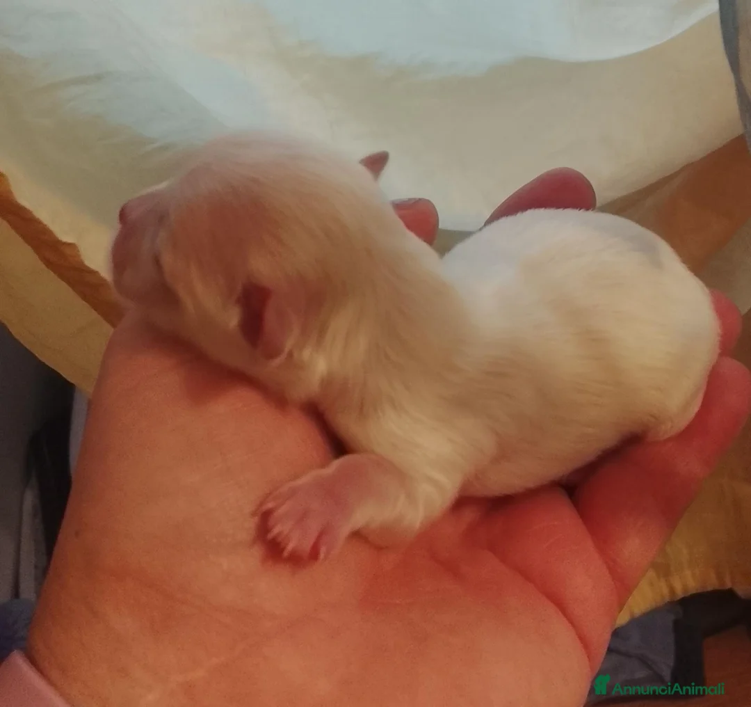 Maltese cani in vendita: Maltese linea coreana  - Annuncio 2
