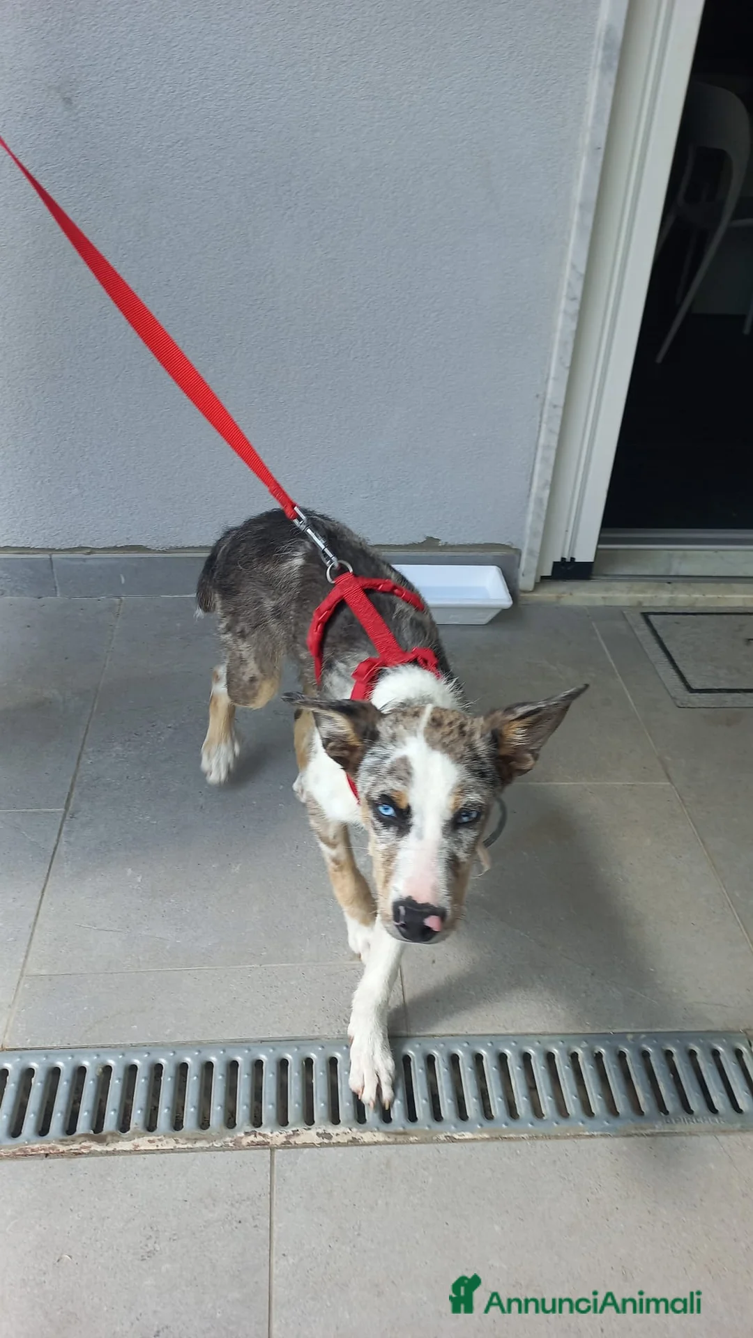 Meticcio cani in regalo: Regalasi cucciola Incrocio Pastore Australiano a Città Metropolitana di Torino - Annuncio 3