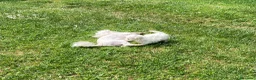 Maltese cani in vendita: Maltese - Annuncio 3