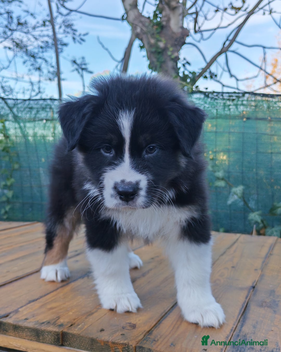 Australian Shepherd cani in vendita: Amorevoi Cuccioli Pastore Australiano (Aussi) - Annuncio 5