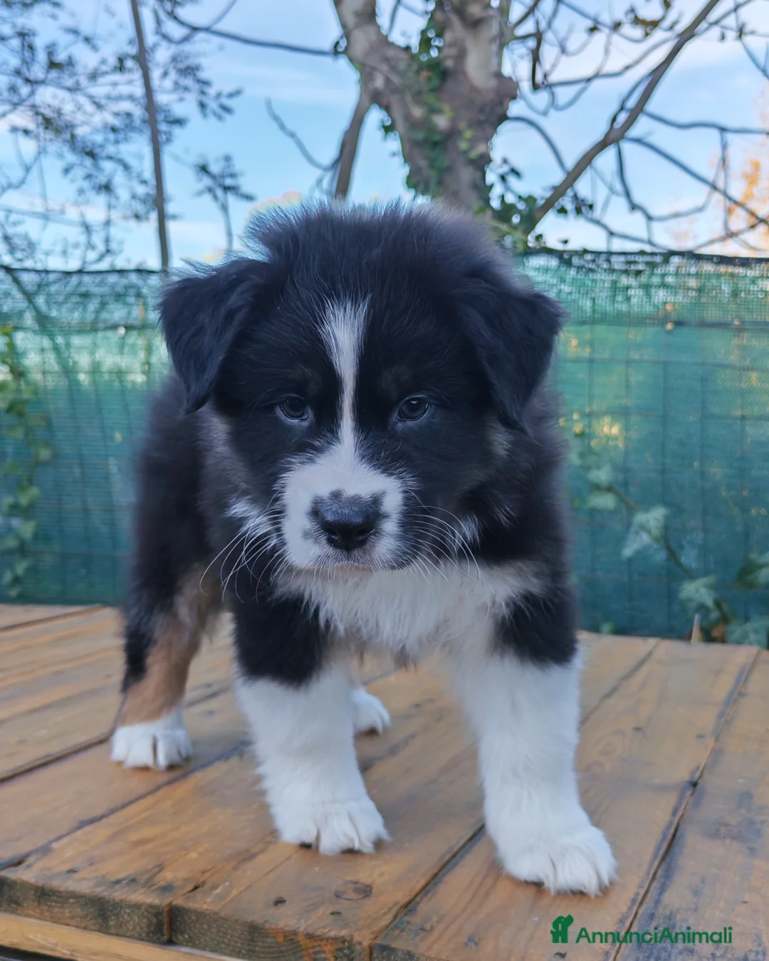 Australian Shepherd cani in vendita: Amorevoi Cuccioli Pastore Australiano (Aussi) - Annuncio 5