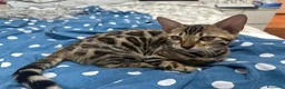 Bengala gatti in vendita: Gattina Bengala senza Pedigree - Annuncio 5