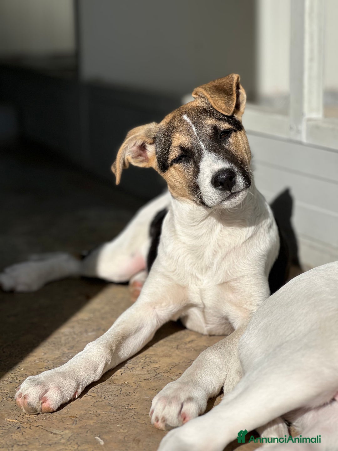 Altre razze cani in regalo: CUCCIOLI IN CERCA DI ADOZIONE - Annuncio 2