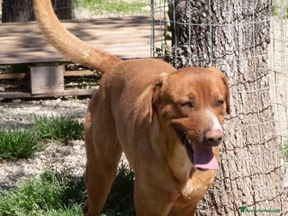 Meticcio cani CORFU' CUCCIOLONE INVISIBILE a Provincia di Grosseto - Annuncio 35