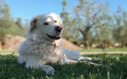 Pastore Maremmano cani in regalo: ROSETTA,giocherellona e sguardo fiero a Pomezia - Immagine 4
