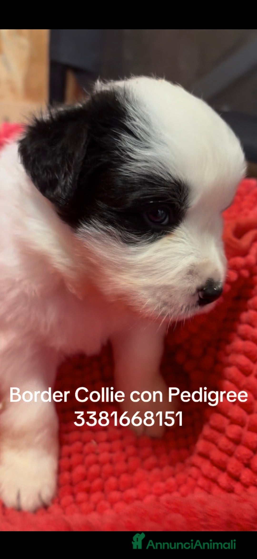 Border Collie cani in vendita: Border collie  - Annuncio 4