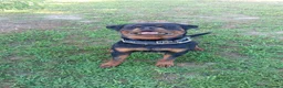 Rottweiler cani in vendita: Cuccioli di rottweiler  a Provincia di Alessandria - Annuncio 4