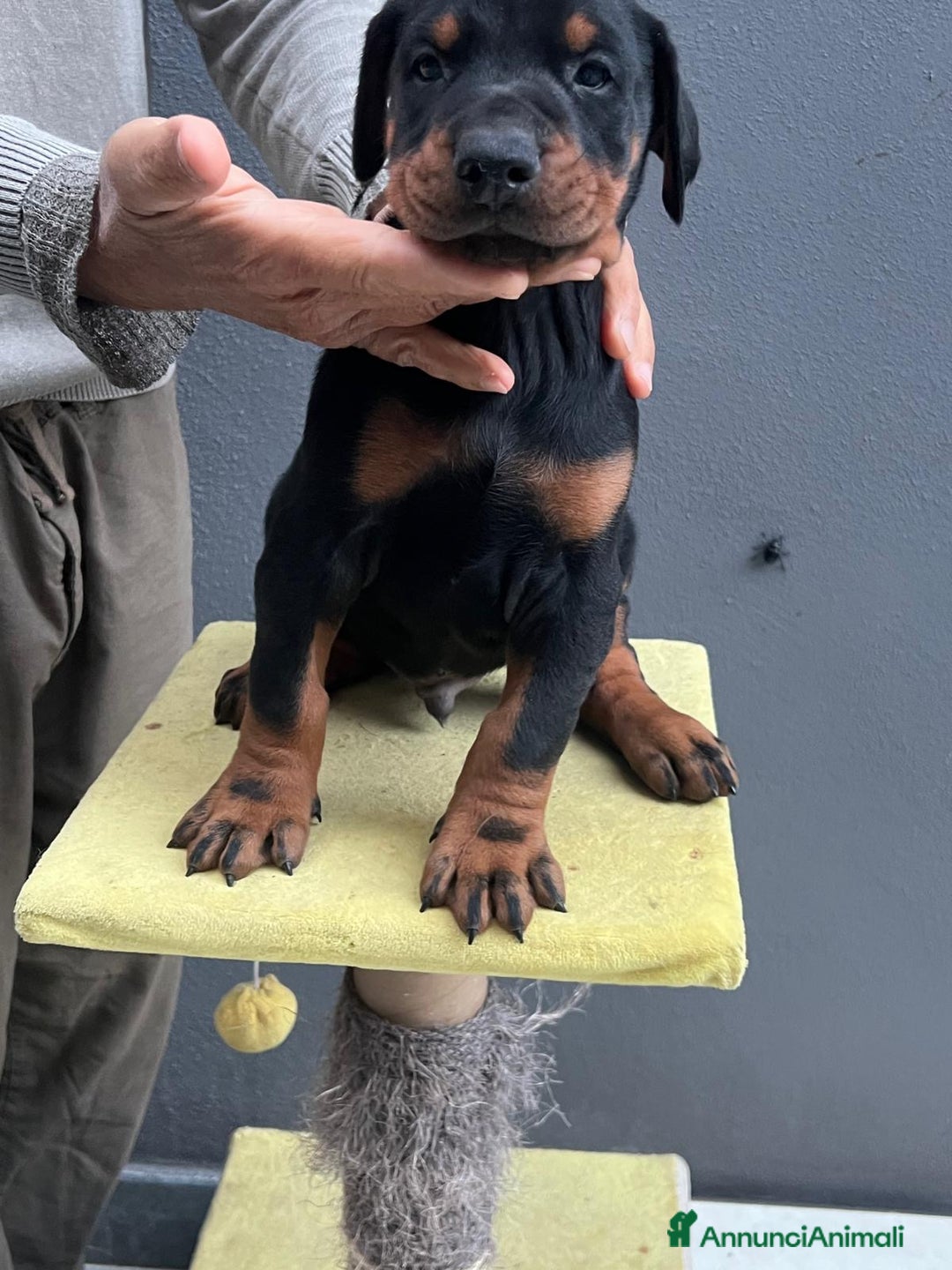 Dobermann cani in vendita: cucciolo doberman in vendita messina - Annuncio 12