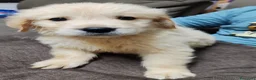 Golden Retriever cani in vendita: Cuccioli golden retriever  - Annuncio 7