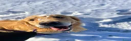 Golden Retriever cani per accoppiamento: GOLDEN RETRIEVER MASCHIO PER ACCOPPIAMENTO  - Annuncio 3