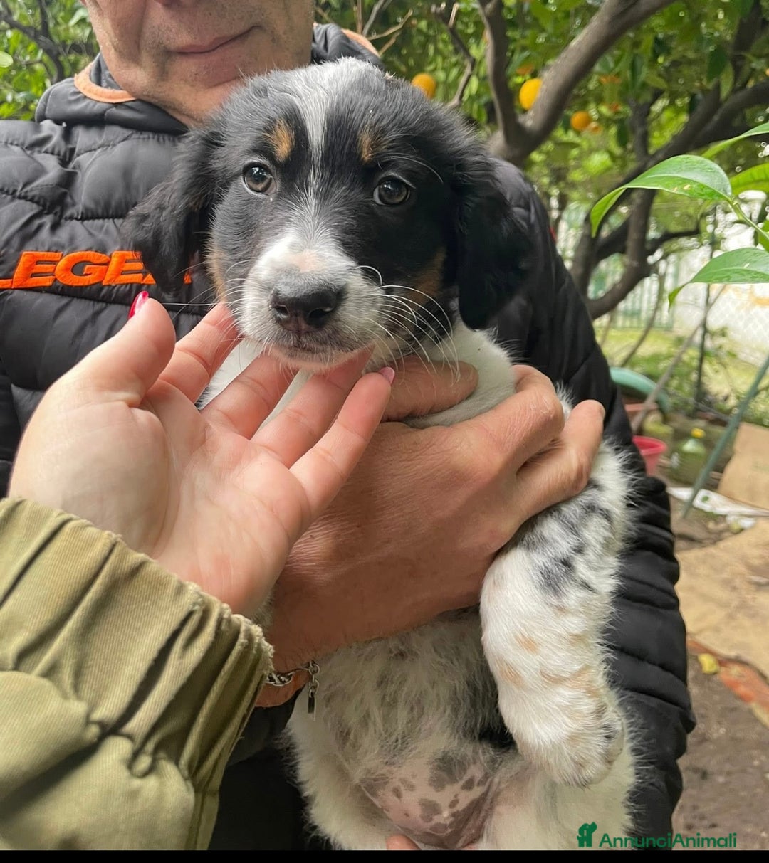 Meticcio cani in regalo: Dory e Tommy due cuccioli meravigliosi  - Annuncio 3