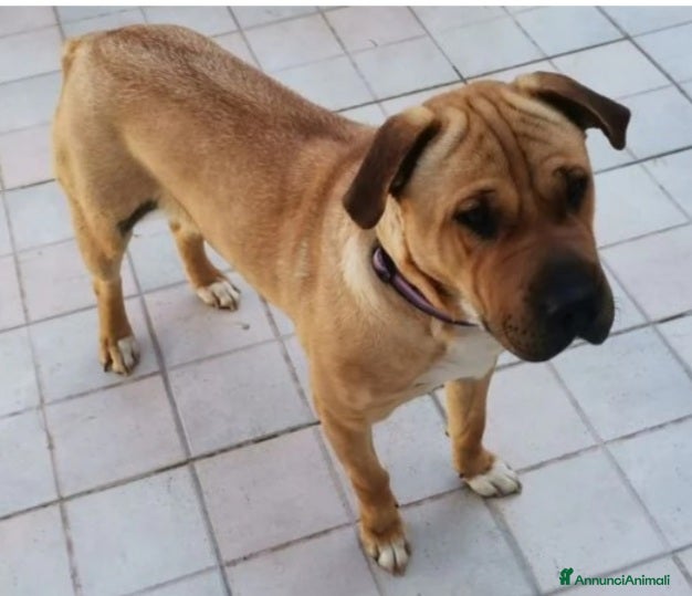Meticcio cani Mix Sharpei femmina color miele 4anni.SICILIA a Città metropolitana di Milano - Annuncio 2