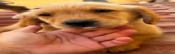 Golden Retriever cani in vendita: Golden retriever americano con pedigree  - Annuncio 6