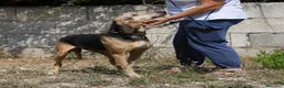Segugio cani in regalo: Pippo dolcissimo segugio in adozione  - Annuncio 6