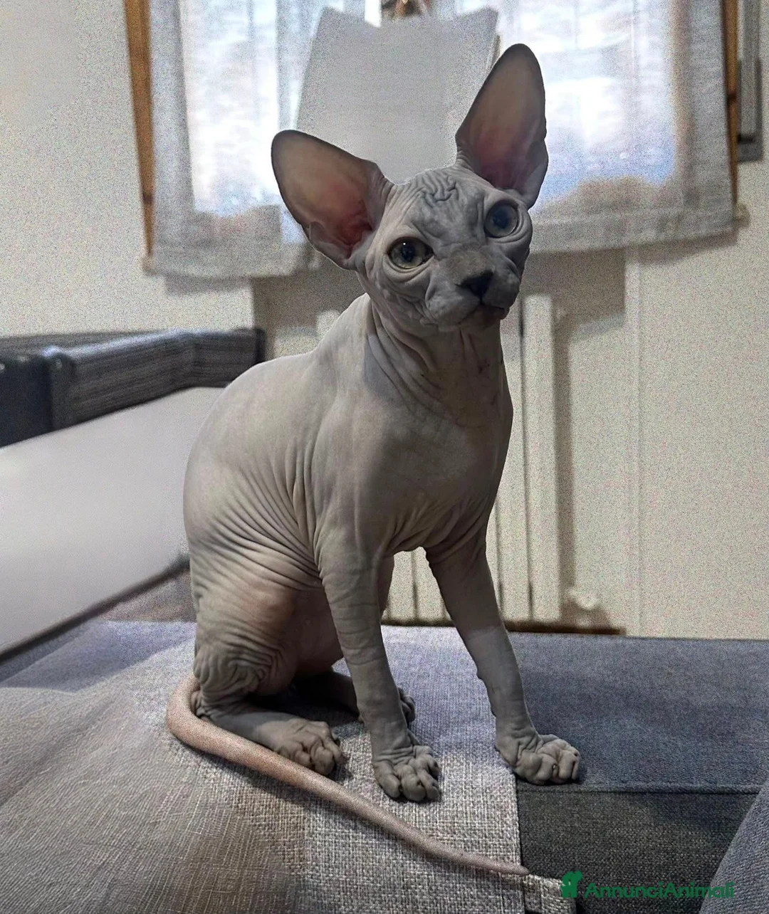 Sphynx gatti in vendita: Gattino  Canadian Sphynx (Maschietto) - Annuncio 4