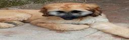 Levriero cani in vendita: BELLISSIMO CUCCIOLO LEVRIERO AFGANO a Provincia di Viterbo - Annuncio 3