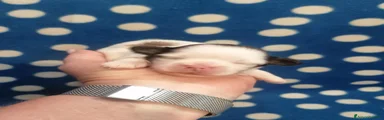Shih Tzu 2