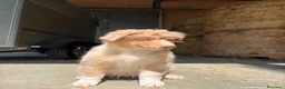 Australian Shepherd cani in vendita: Cuccioli Australian Shepherd - Annuncio 9