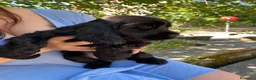 Cocker cani in vendita: Splendida cucciola cocker con pedigree enci  - Annuncio 1
