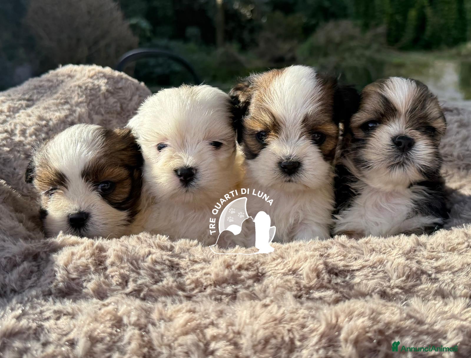Maltipoo cani Lhasa Apso Maltipoo Barboncino Tre Quarti di Luna - Annuncio 1