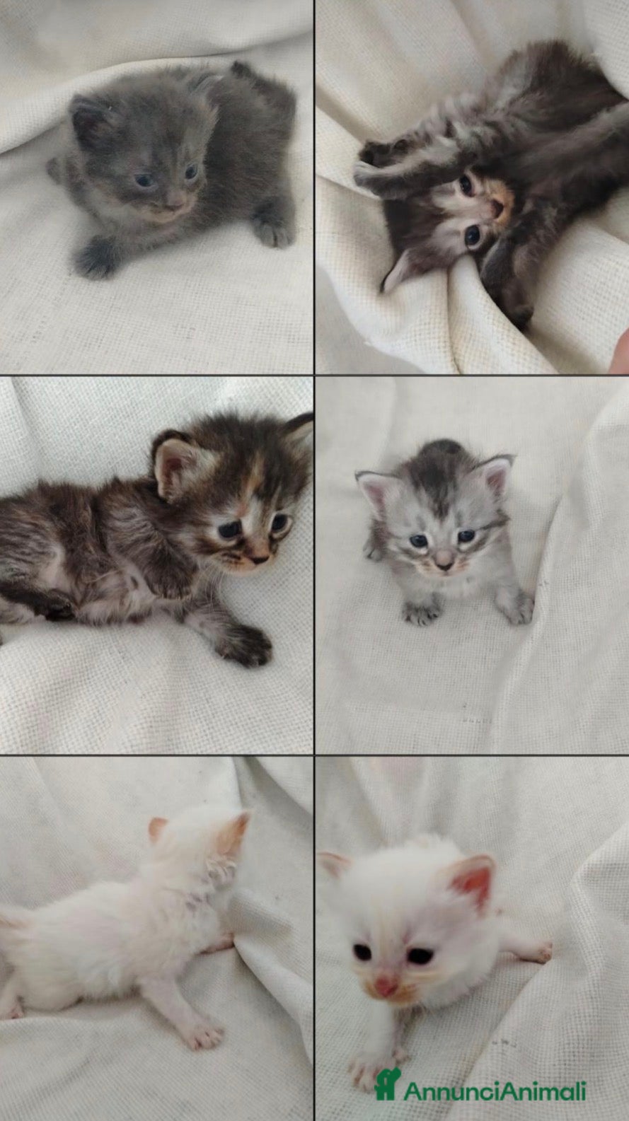 Siberiano gatti Gattini Siberiani AFSI  - Annuncio 1