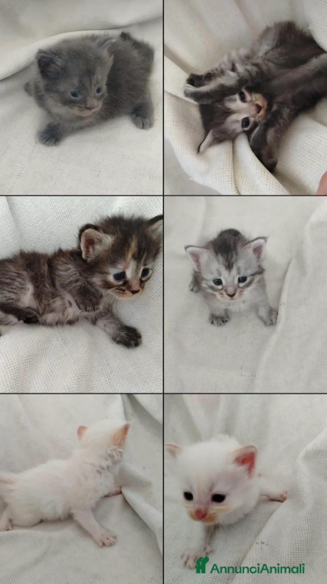 Siberiano gatti in vendita: Gattini Siberiani AFSI  - Annuncio 1