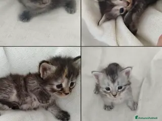 Siberiano gatti Gattini Siberiani AFSI - Annuncio 1