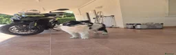Meticcio cani in regalo: Sirio, 13 anni: cerca la sua seconda e ultima casa - Annuncio 2