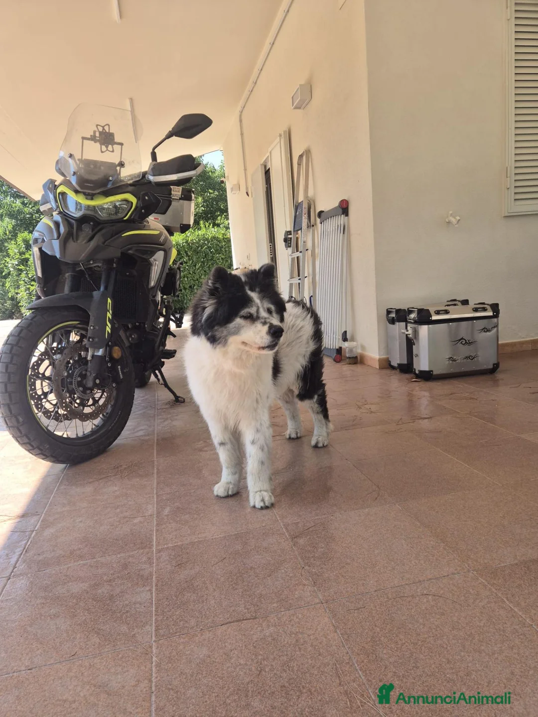 Meticcio cani in regalo: Sirio, 13 anni: cerca la sua seconda e ultima casa - Annuncio 2