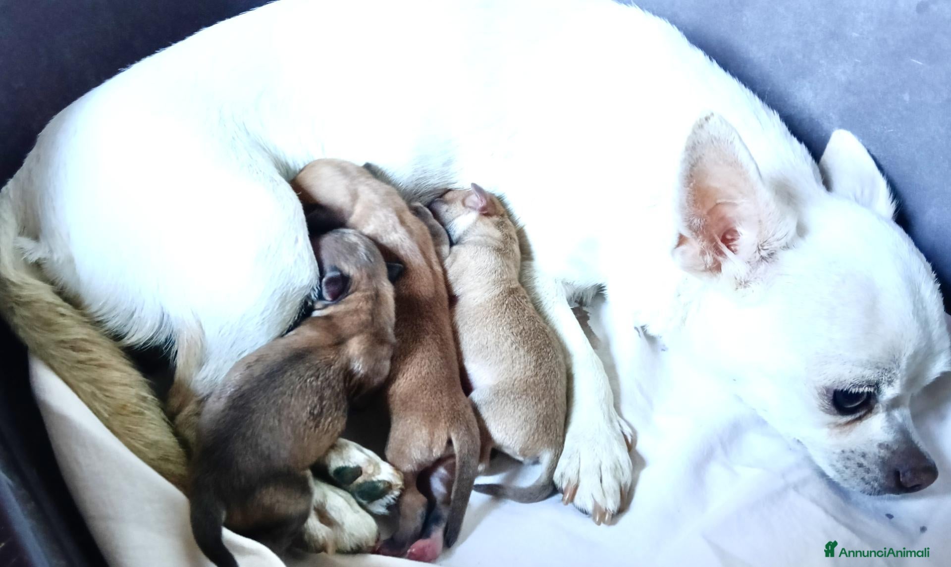 Chihuahua cani Cuccioli di chihuahua con pedigree  - Annuncio 2