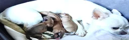 Chihuahua cani in vendita: Cuccioli di chihuahua con pedigree  - Annuncio 1