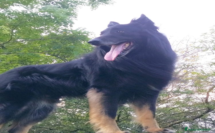Meticcio cani a Provincia di Padova - Annuncio 1